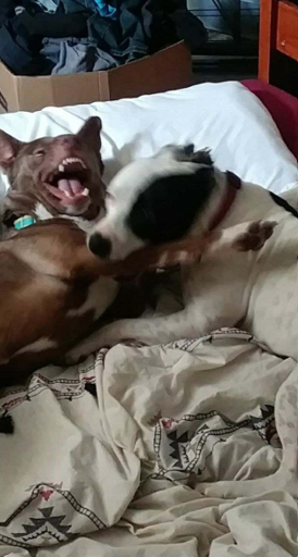 Dog Biting Dog